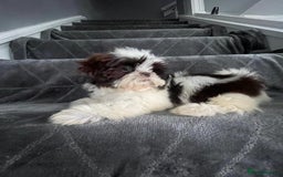 Shih Tzu dogs for sale: Imperial shih tzu pups  - Image 23