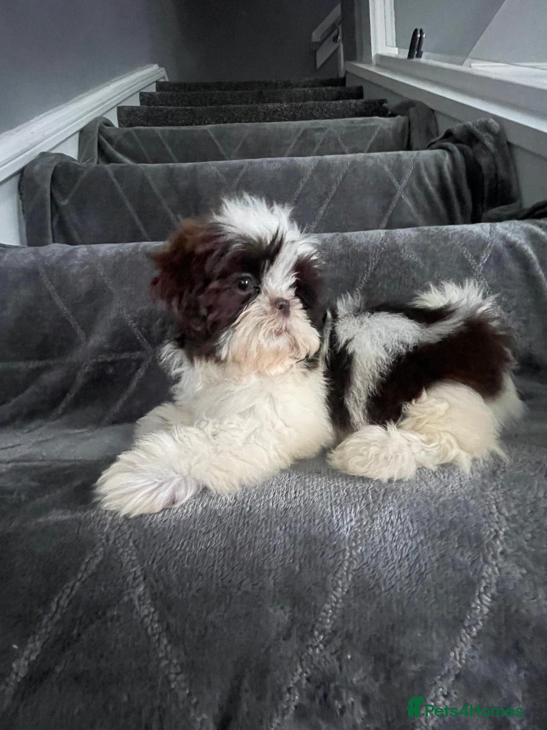 Shih Tzu dogs for sale: Imperial shih tzu pups  - Image 23