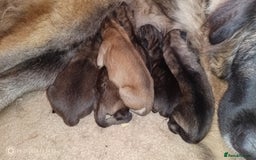 Mixed Breed dogs for sale: Caucasian Shepherd  Possible Cross) Pups for sale  - Image 3