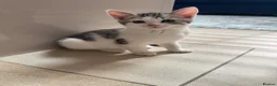 Mixed Breed cats for sale: Bengal X kittens  - Advert 7