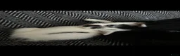 Domestic Shorthair cats for sale: Adorable kittens ready for forever homes 🩷 - Advert 9