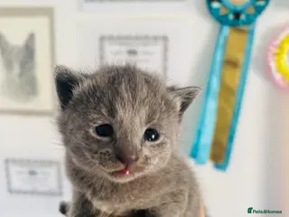 Russian Blue cats Pedigree TICA registered Russian blue kittens - Advert 4