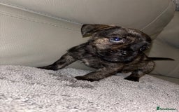 Mixed Breed dogs for sale: Rare Frenchie and Yorkie Mix litter - Image 3