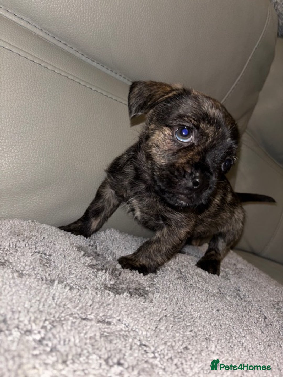Mixed Breed dogs for sale: Rare Frenchie and Yorkie Mix litter - Image 3