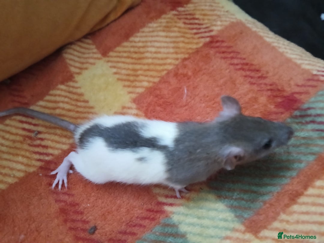 Rat rodents for sale: Female rats all living independently ready to go - Image 5