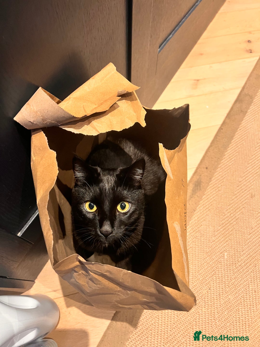 Bombay cats for sale: Misco is looking for his forever home 🐈‍⬛  - Advert 6