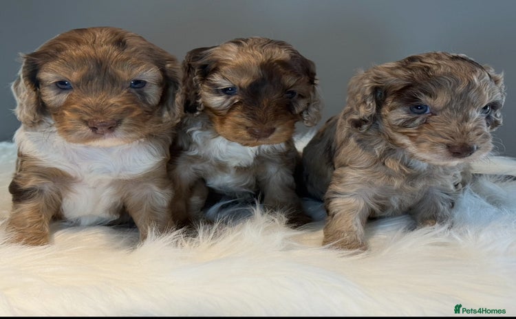 Cockapoo dogs - Advert 5