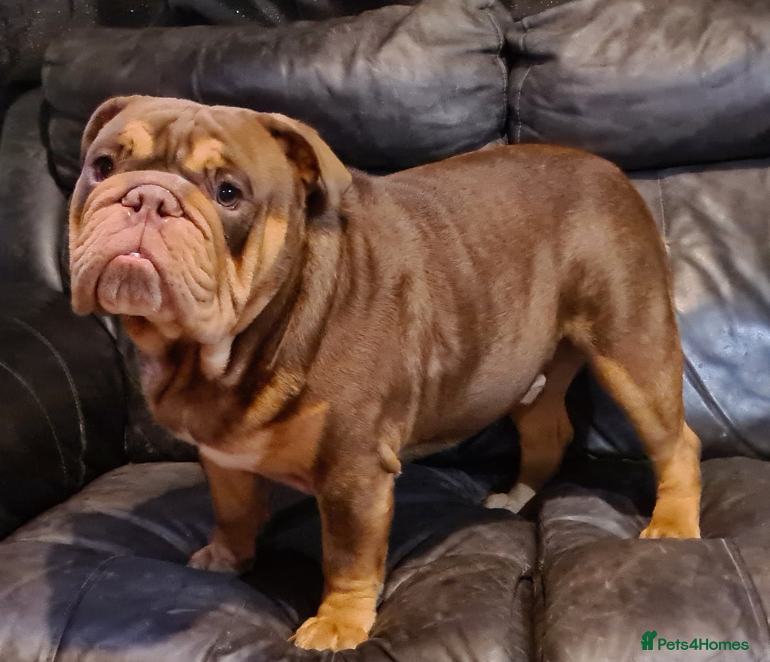 English Bulldog dogs for stud: Dog for stud in Dagenham - Advert 17