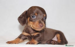 Miniature Dachshund dogs for sale: 🐾❤️ Precious Miniature Dapple Dachshunds ❤️🐾 - Image 4