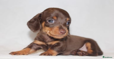 Dachshund dogs - Advert 16