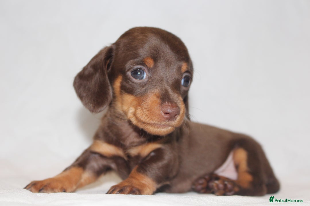 Miniature Dachshund dogs for sale: 🐾❤️ Precious Miniature Dapple Dachshunds ❤️🐾 - Image 4