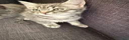 Mixed Breed cats for sale: 4 kittens British short hair  in London - Advert 1