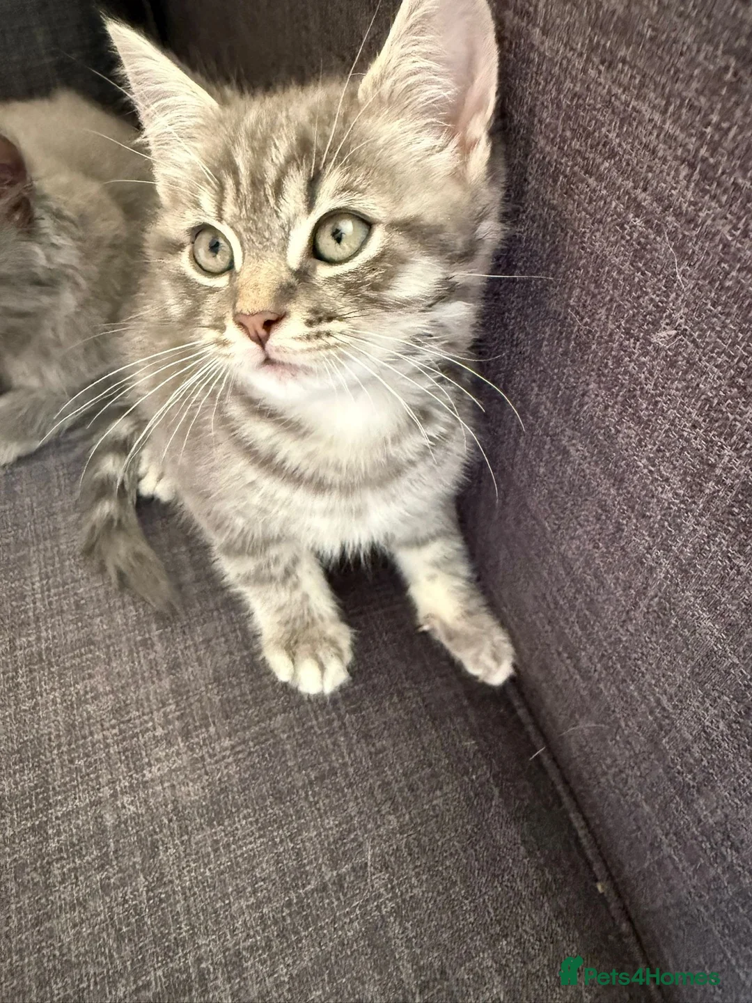 Mixed Breed cats for sale: 4 kittens British short hair  in London - Advert 1