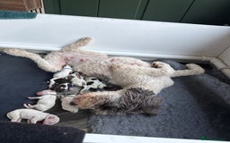 Labradoodle dogs for sale: Therapy breeder 5th gen miniature F1bbbb - Image 14