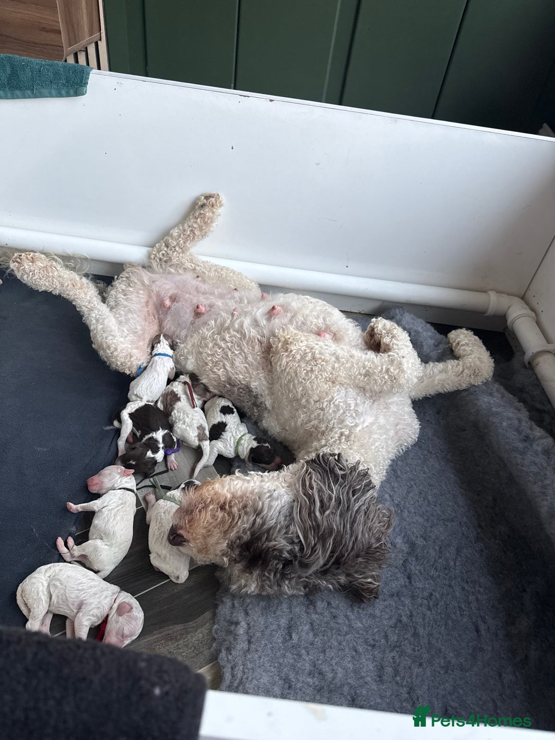 Labradoodle dogs for sale: Therapy breeder 5th gen miniature F1bbbb - Image 14
