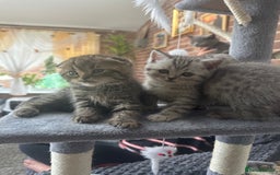 Scottish Fold cats for sale: !🆘🆘Scottish shorthair (silver chinchilla)❤️❤️❤️ - Image 13