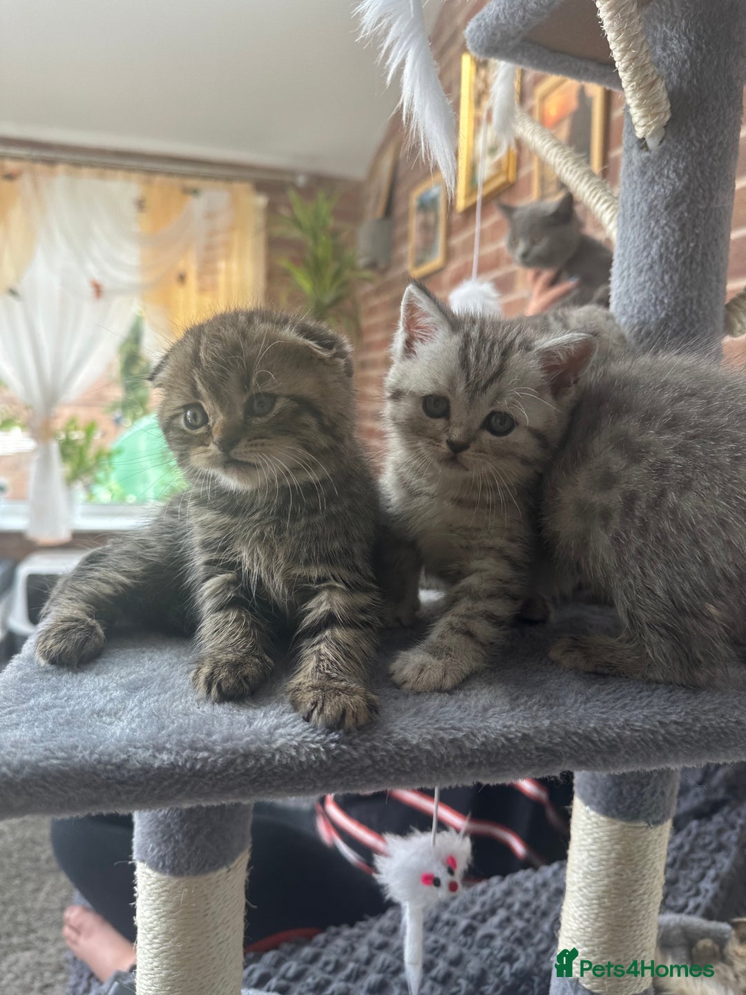 Scottish Fold cats for sale: !🆘🆘Scottish shorthair (silver chinchilla)❤️❤️❤️ - Image 13