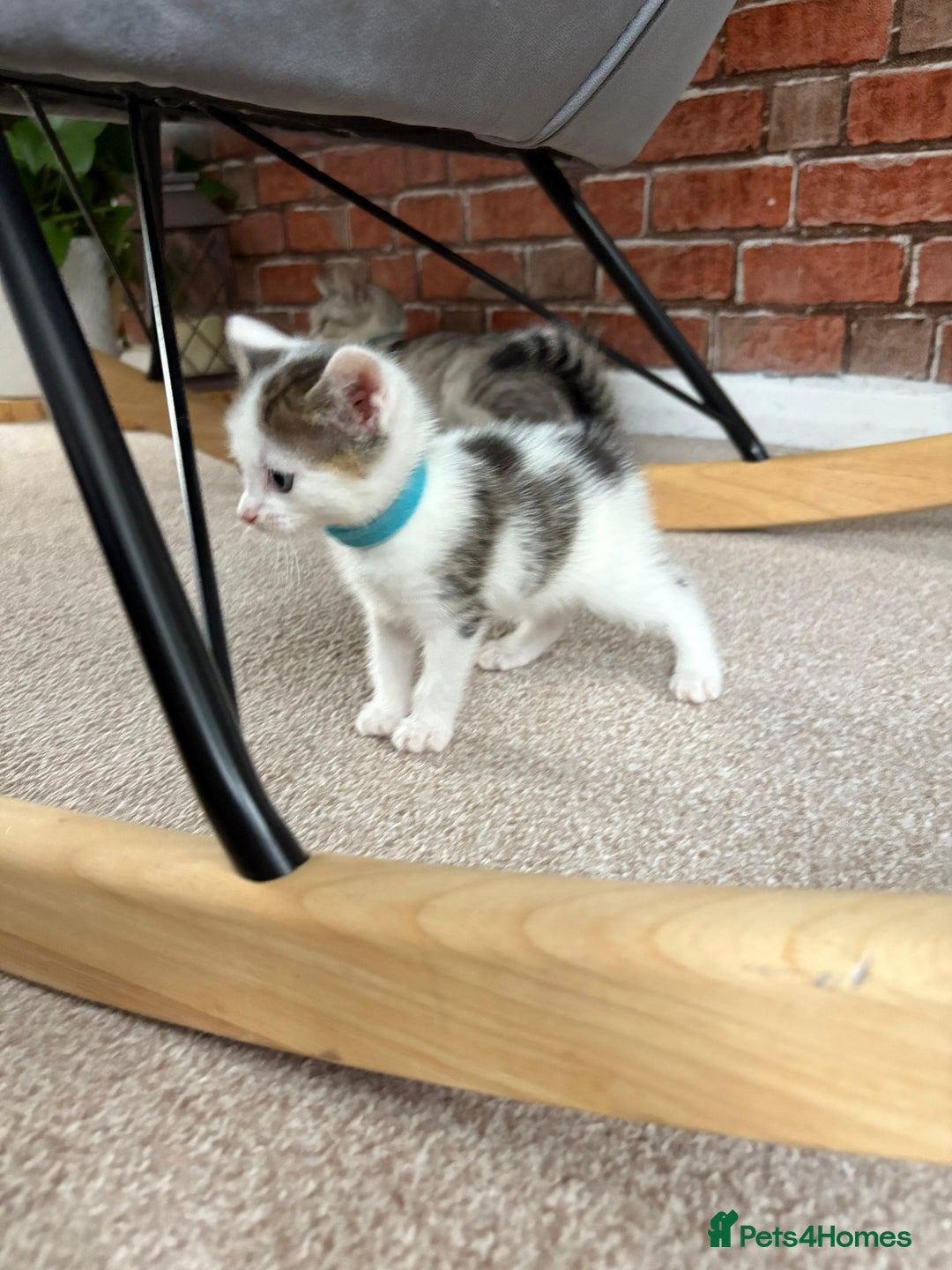 Mixed Breed cats for sale: 5 ADORABLE KITTENS 🐈1M/4F Ready For Reservation😺 - Image 1