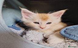 Maine Coon cats for sale: Home raised stunning Mainecoon boys. - Image 29