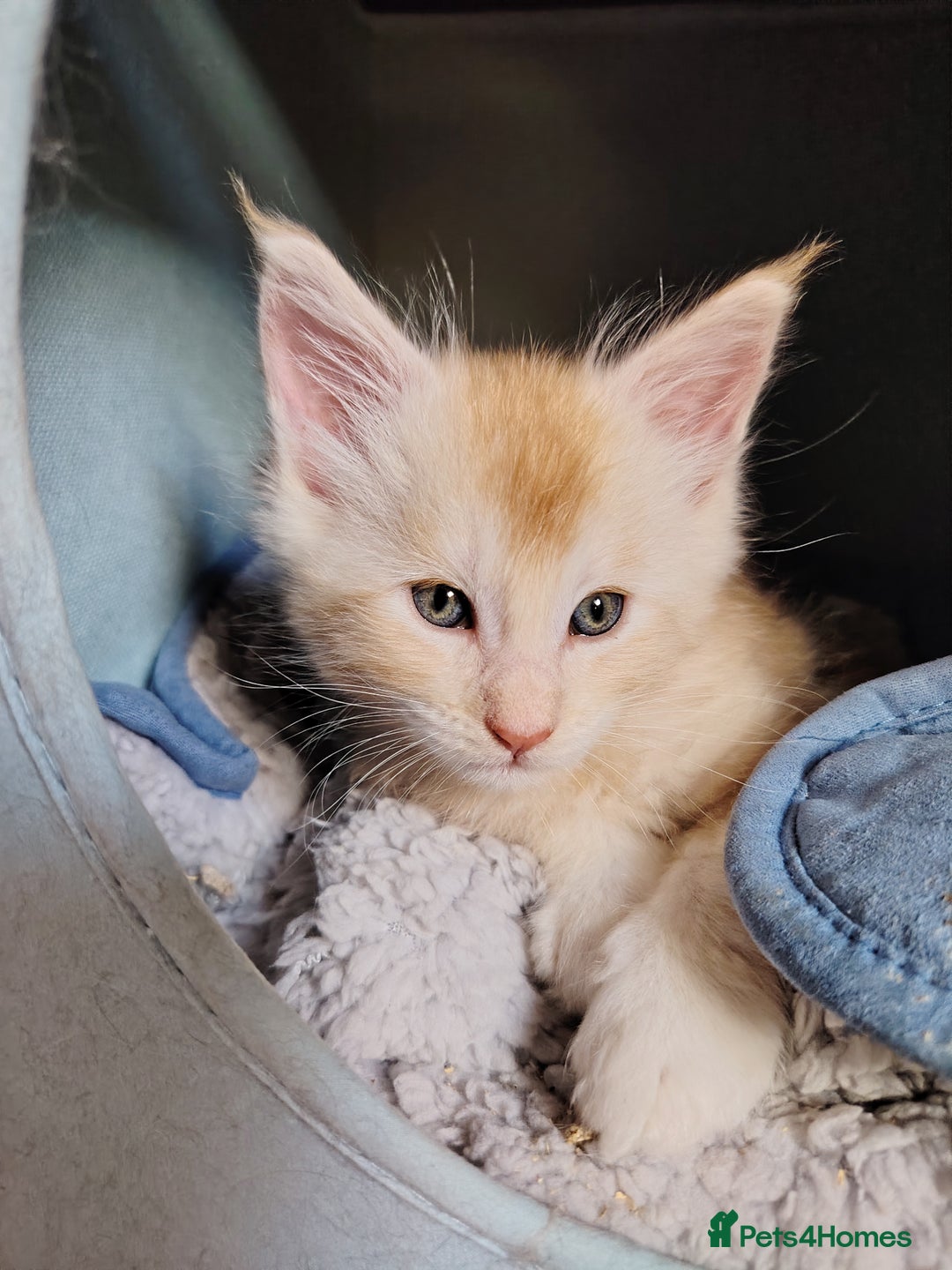 Maine Coon cats for sale: Home raised stunning Mainecoon boys. - Image 29