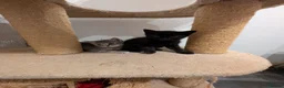 Mixed Breed cats for sale: 5 beautiful kittens  - Advert 5