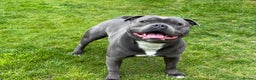 Staffordshire Bull Terrier dogs for stud: WORLD FAMOUS BLOODLINE! KC REG LOW COI%  in Nottingham - Advert 15