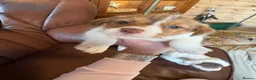 Jack Russell dogs for sale: Jack Russell puppies - Advert 11