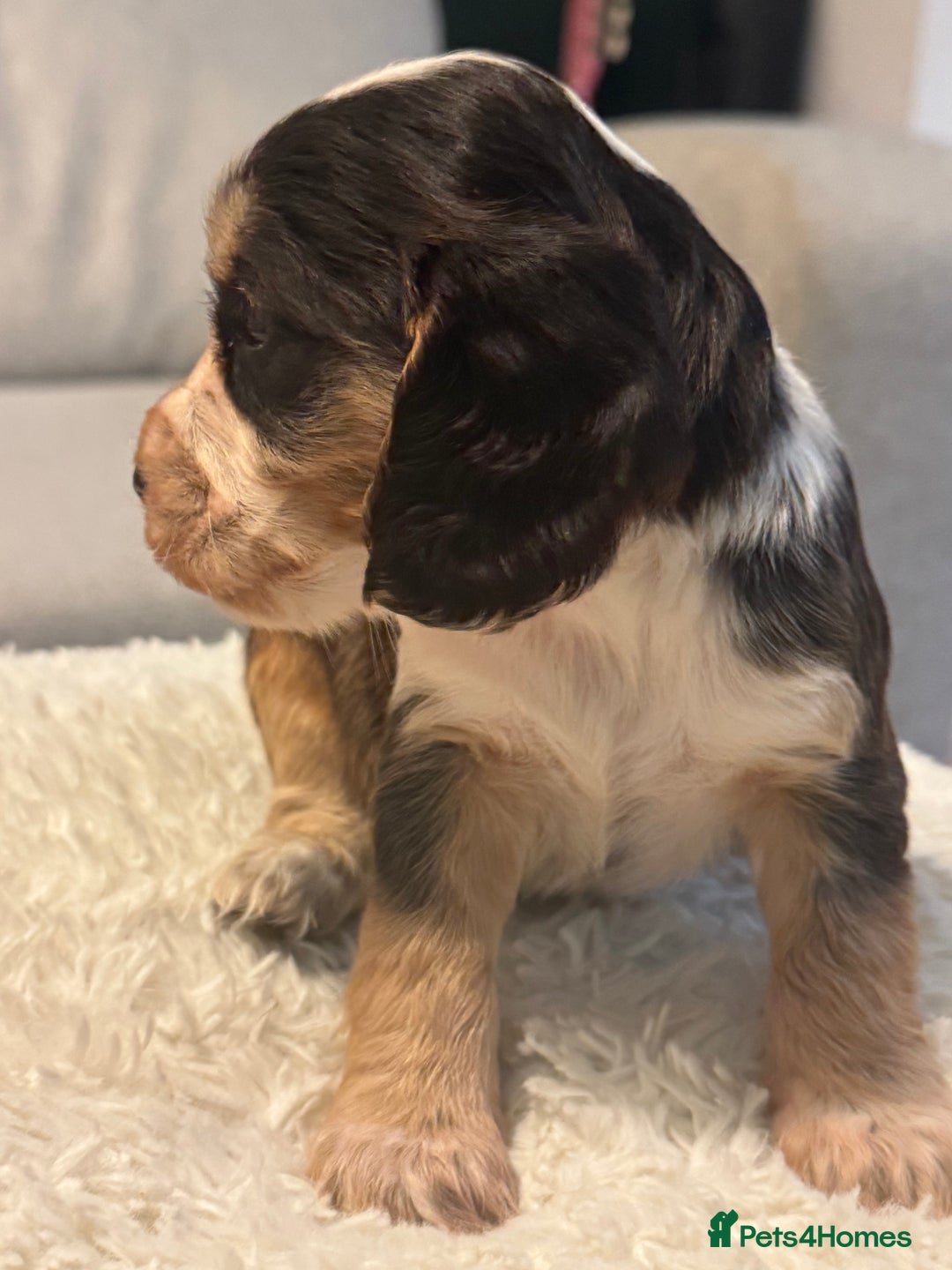 Cocker Spaniel dogs for sale: 6 Cocker Spaniel puppies for sale - Advert 22