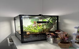 Gecko reptiles for sale: Cream crested gecko  - Image 2