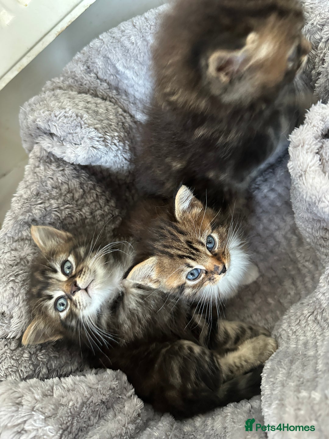 Mixed Breed cats for sale: Ragdoll Cross Kittens, 2 boys 1 girl - Advert 5