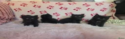 Maine Coon cats for sale: Maine coon - Advert 5