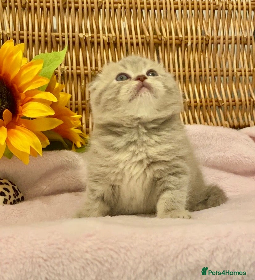Scottish Fold cats 🧸QUALITY TICA REG FAWN SCOTTISH/BSH 😻🧸 - Advert 13