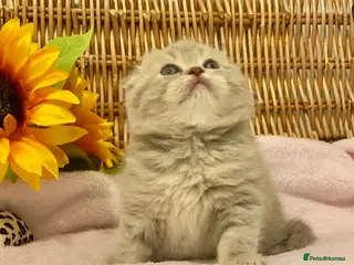 Scottish Fold cats 🧸QUALITY TICA REG FAWN SCOTTISH/BSH 😻🧸 - Advert 13