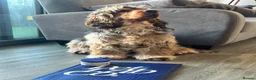 Cocker Spaniel dogs for stud: Handsome Mr Leo looking for his adorable Lily in Maidenhead - Advert 5