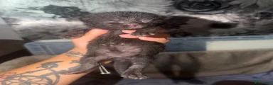 British Shorthair 4