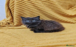 Mixed Breed cats for sale: Half Maine Coon kittens VIDEOS - Image 14