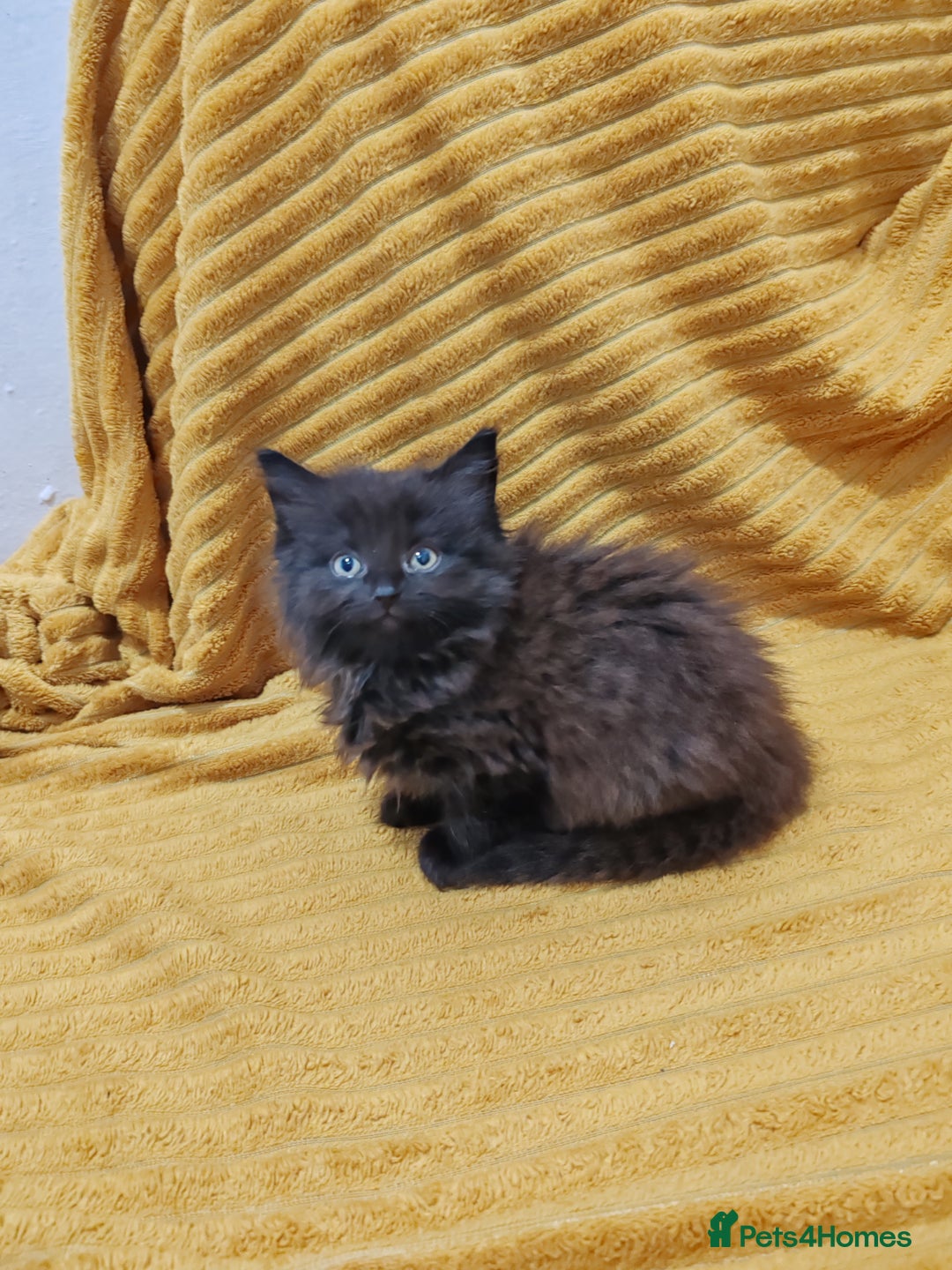 Mixed Breed cats for sale: Half Maine Coon kittens VIDEOS - Image 14