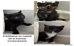 British Shorthair cats for sale: 3 lovely kittens soon tobe ready for forever homes - Image 1