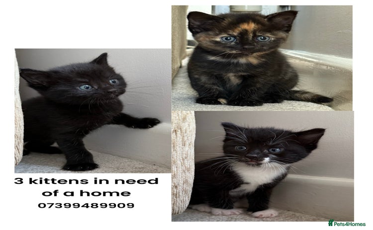British Shorthair cats for sale - Advert 1