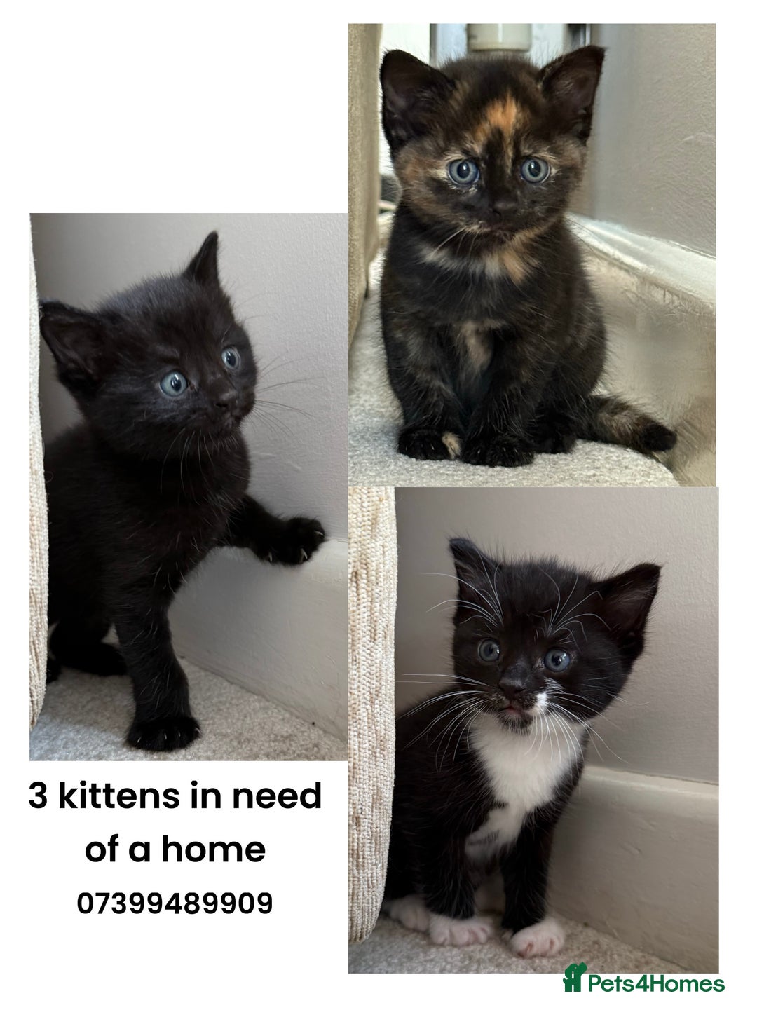 British Shorthair cats for sale: 3 lovely kittens soon tobe ready for forever homes - Image 1