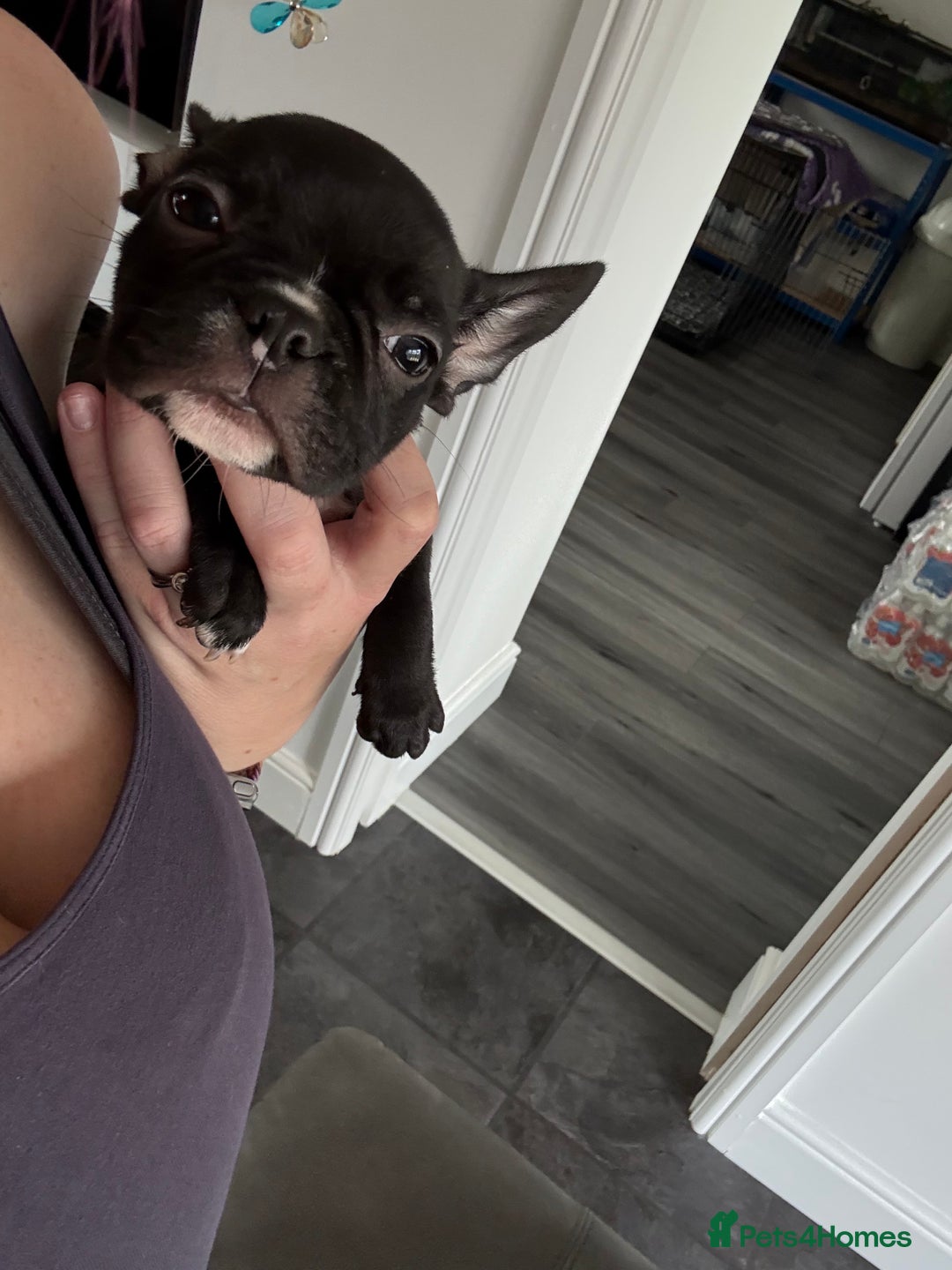 Mixed Breed dogs for sale: Frenchtons - Boston Terrier x Frenchie - Image 39