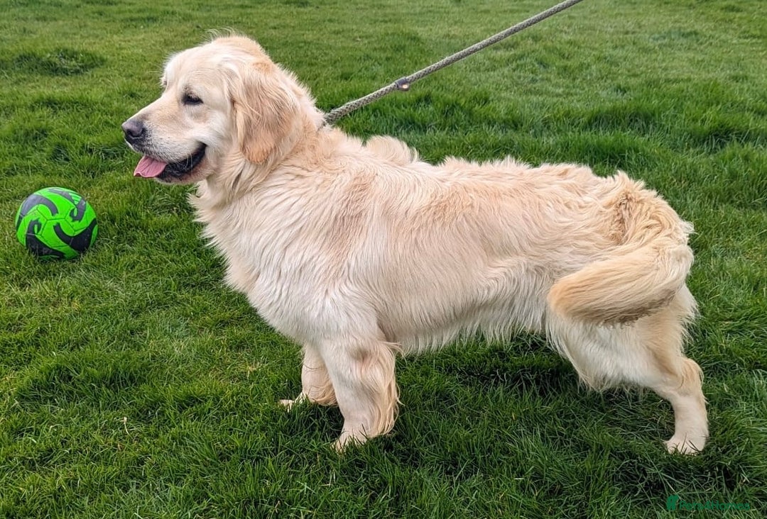 Golden Retriever dogs for sale: KC Reg pups, Health tested parents. - Image 14