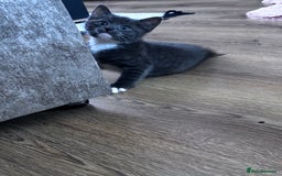 Domestic Shorthair cats for sale: Adorable Grey Tuxedo Kitten – Ready Soon - Image 3