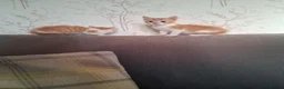 Mixed Breed cats for sale: 2 beautiful ginger and white kittens - Advert 7