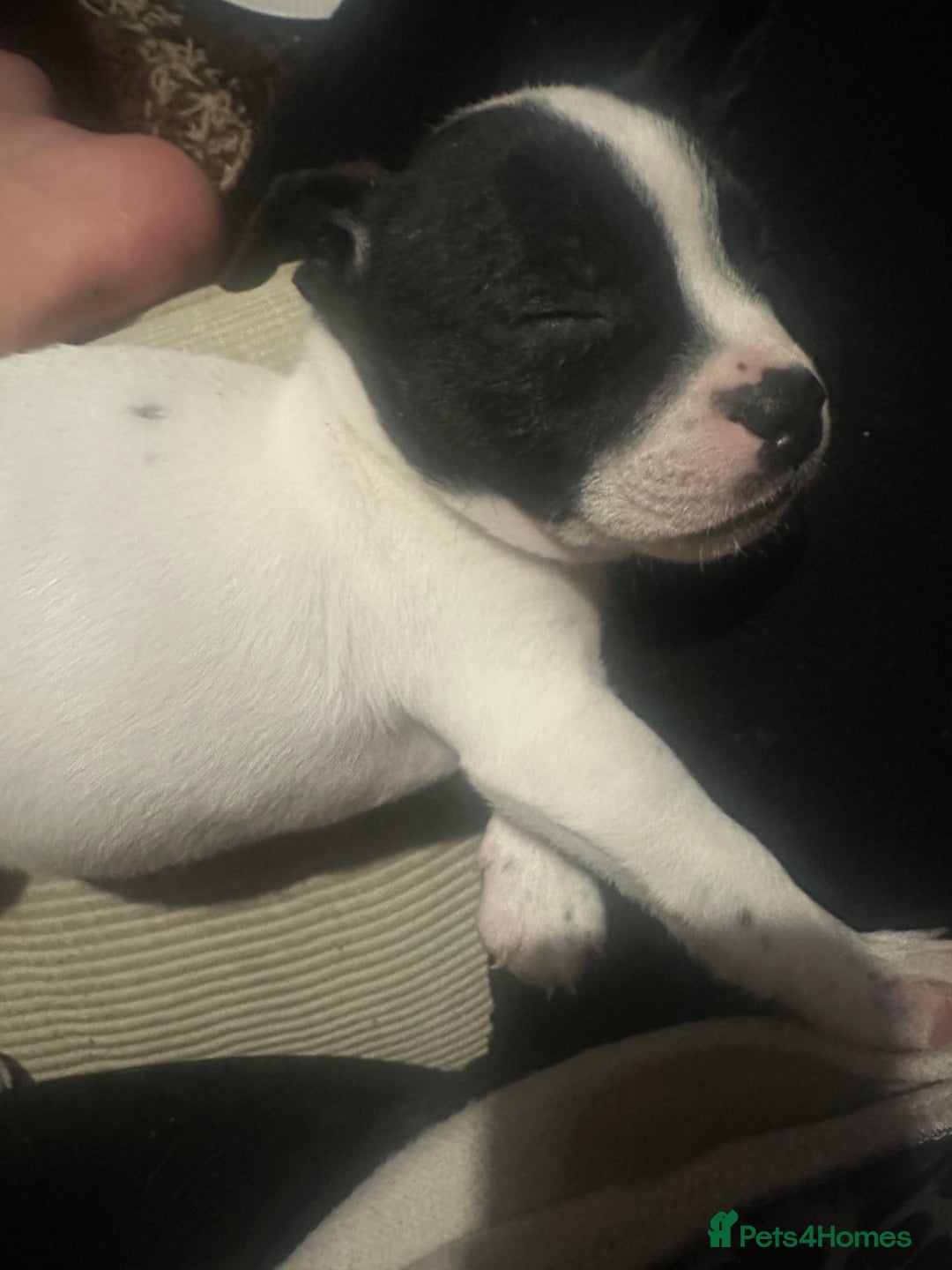 Mixed Breed dogs for sale: 7 week old Frenchie cross staffy male puppy  - Image 1