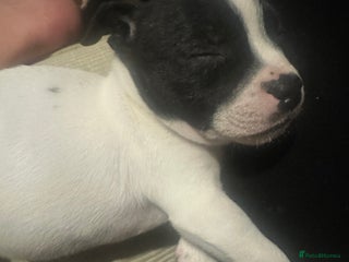 Mixed Breed dogs - Advert 2