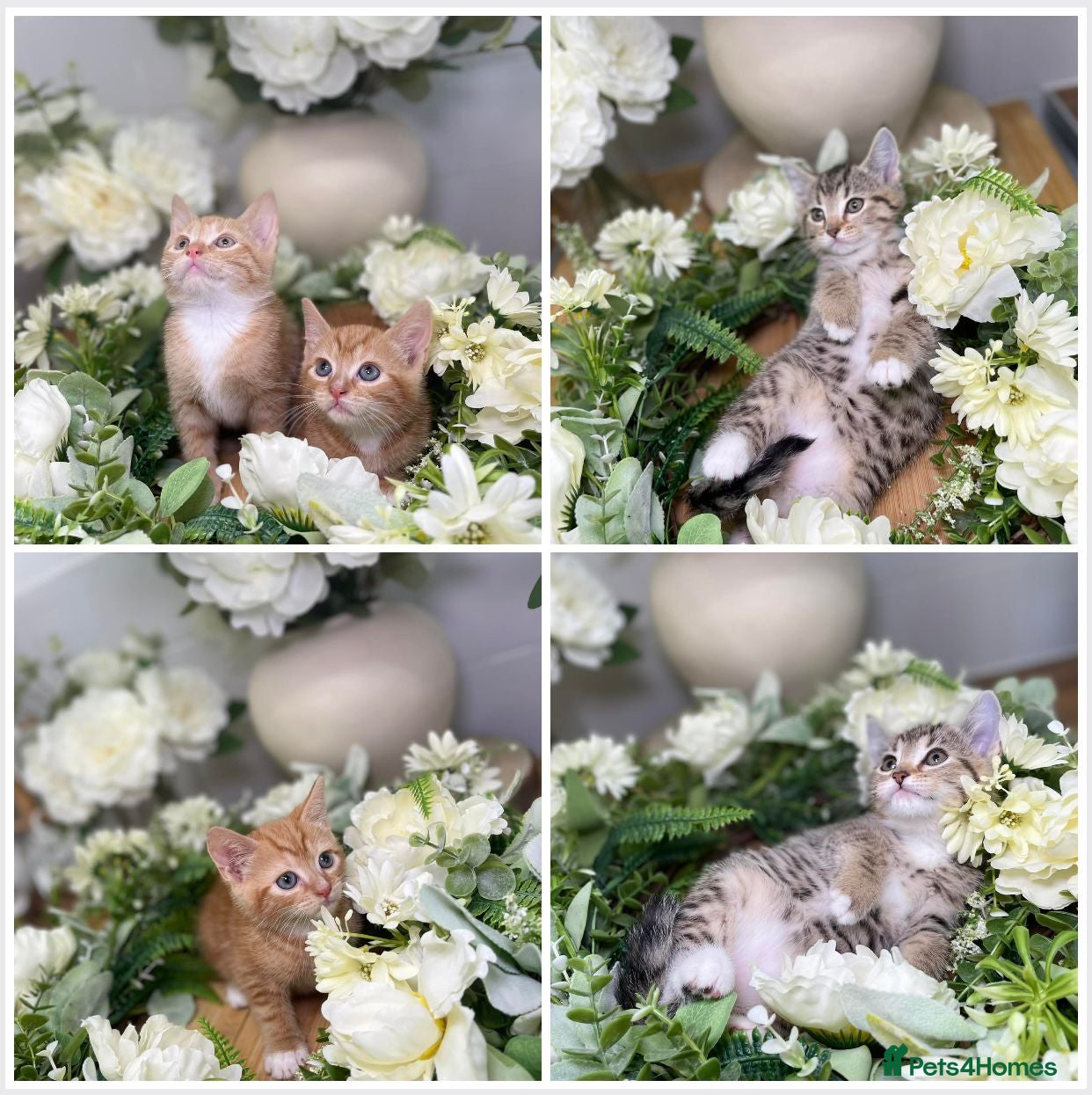 Mixed Breed cats 5 Tabby kittens Available now  - Advert 1