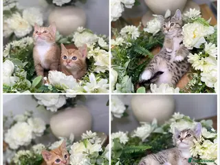 Mixed Breed cats 5 Tabby kittens Available now - Advert 1