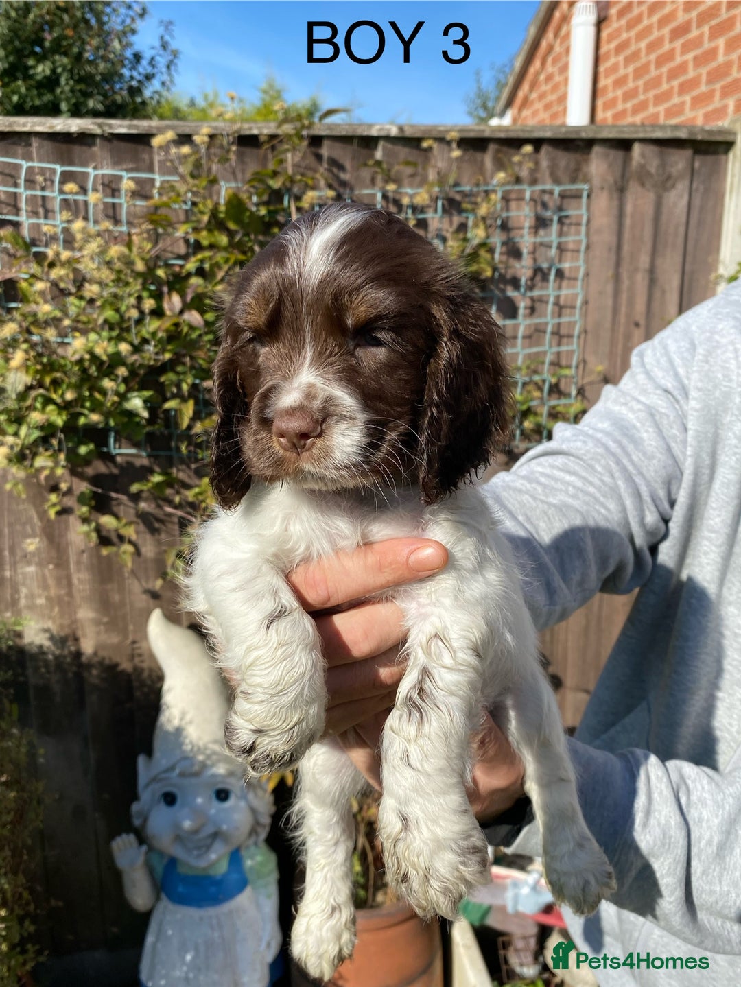 Cocker Spaniel dogs for sale: Cocker spaniel puppies  - Image 5