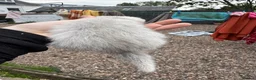 Ferret rodents for sale: Hobs  - Advert 6